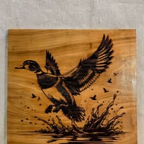 water duck